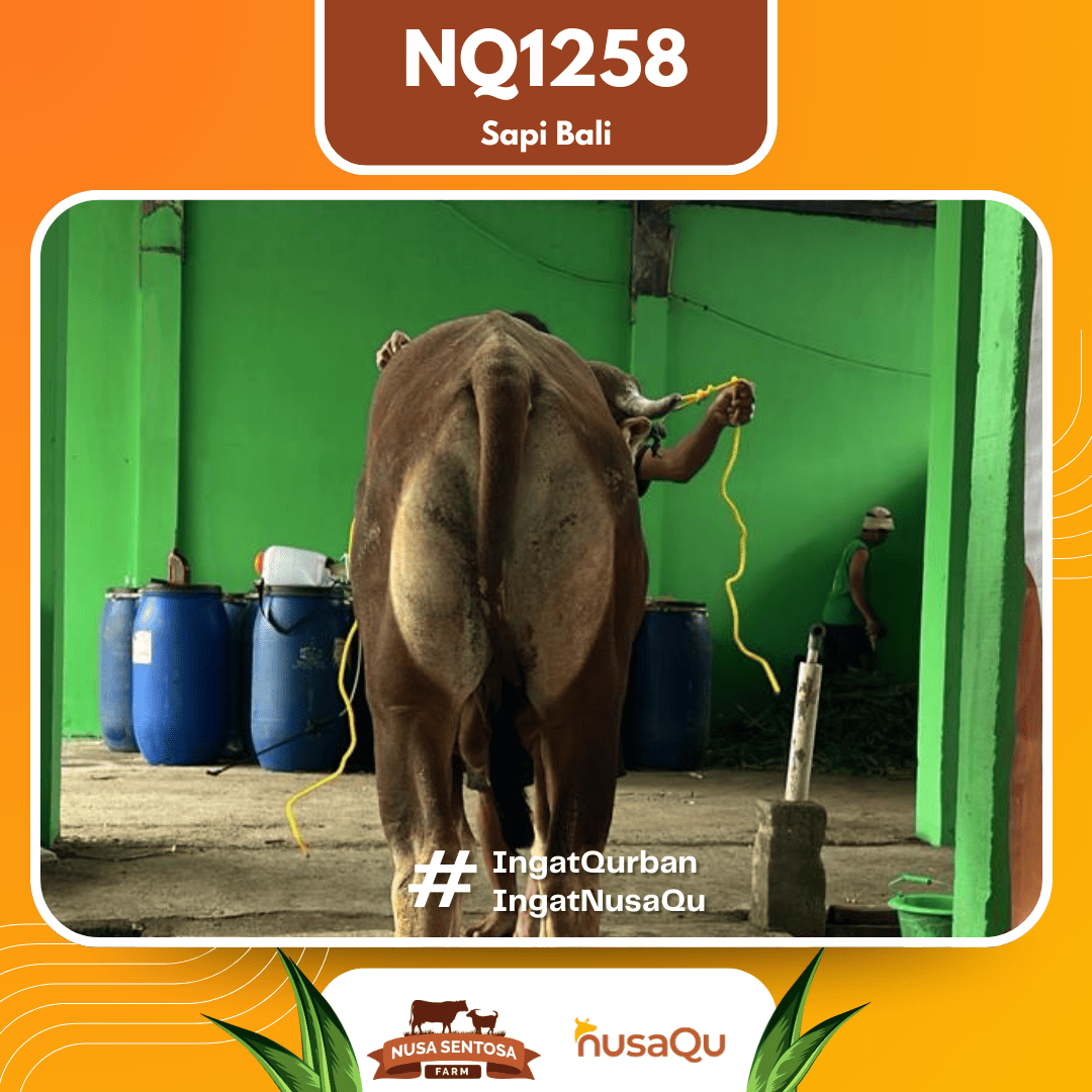 Sapi Sapi Bali NQ1258 2026 Bobot 375Kg foto 3