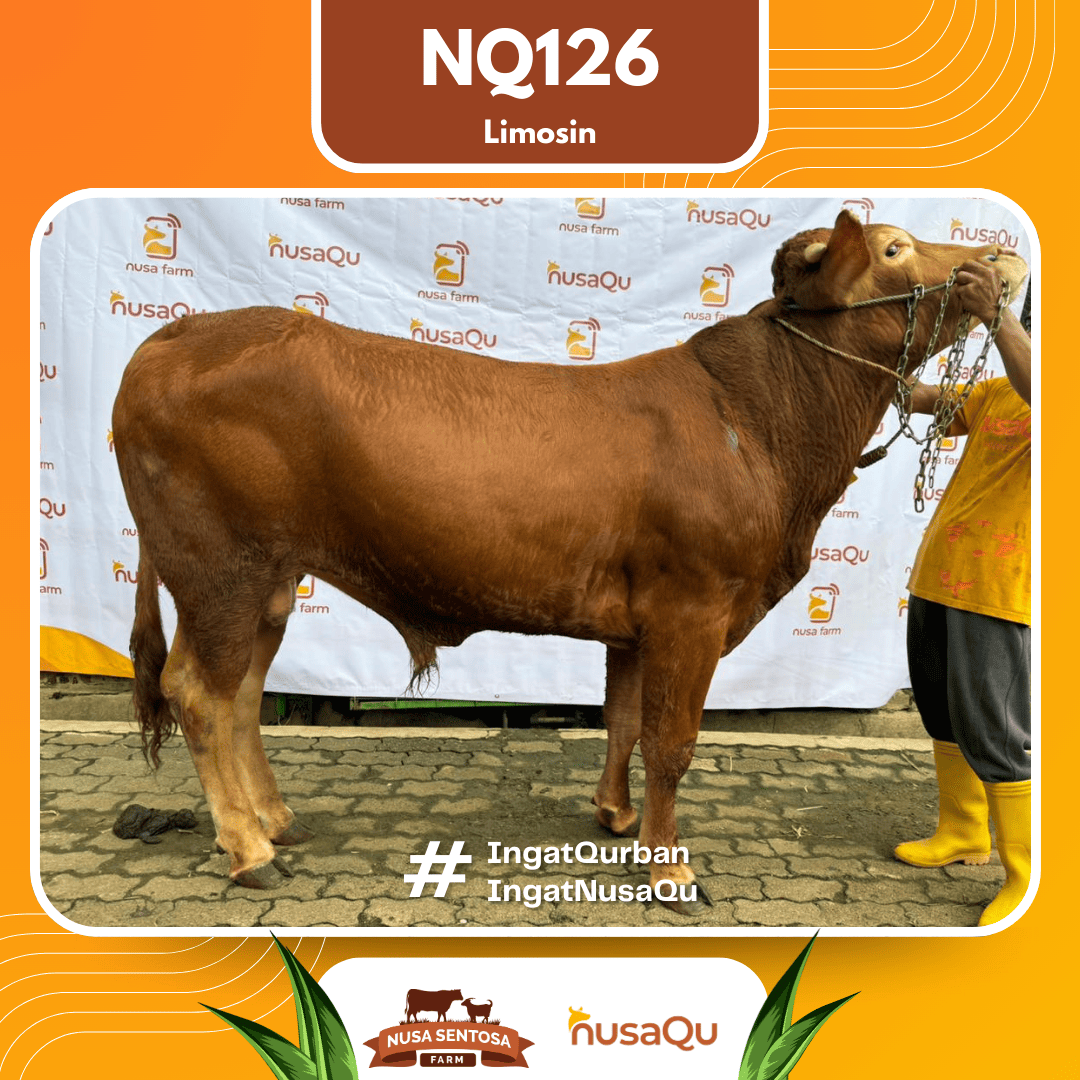 Sapi Limosin NQ126 2026 Bobot 575Kg