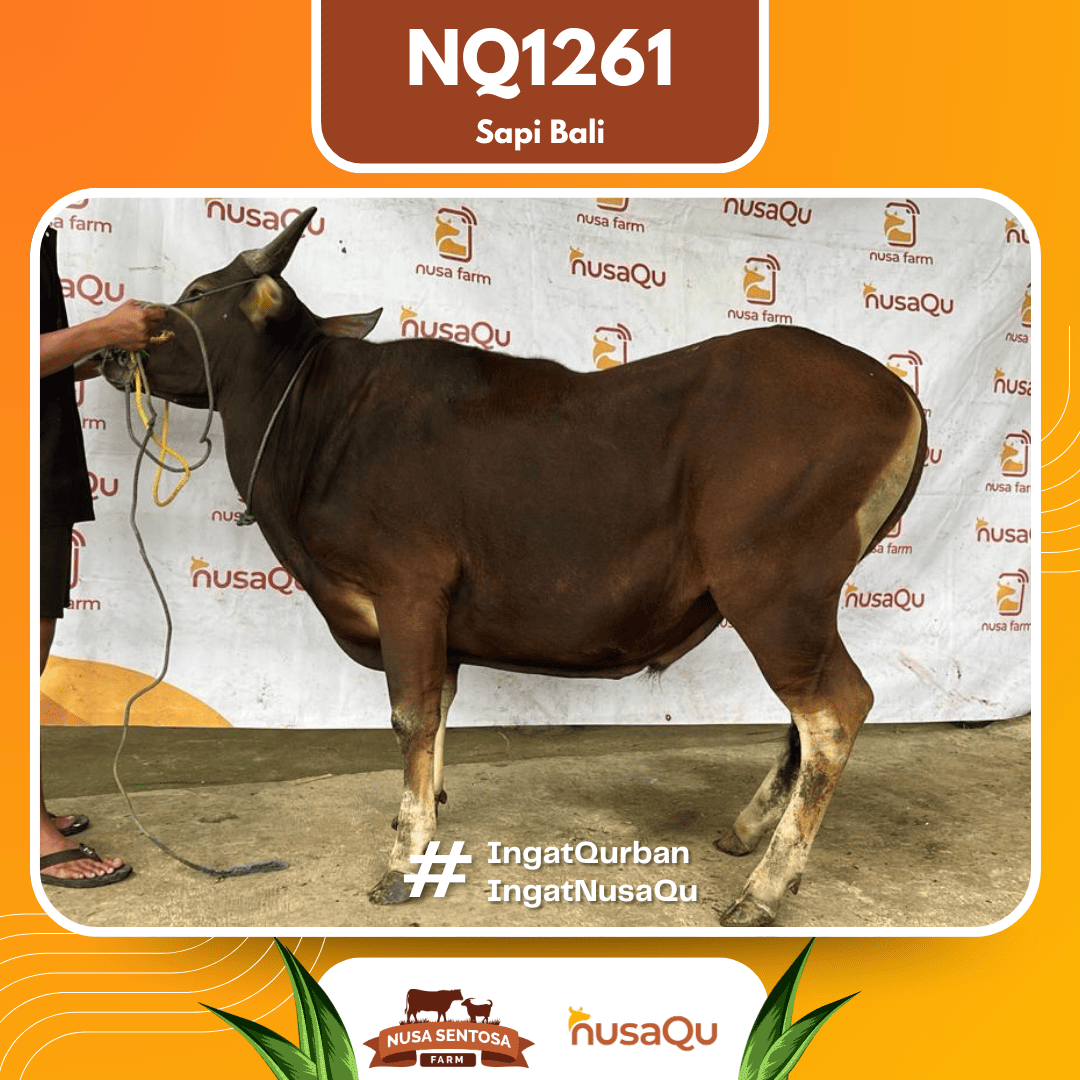 Sapi Sapi Bali NQ1261 2026 Bobot 386Kg