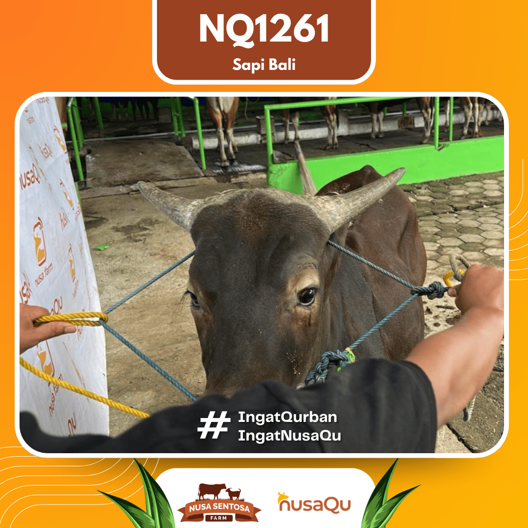 Sapi Sapi Bali NQ1261 2026 Bobot 386Kg foto 2