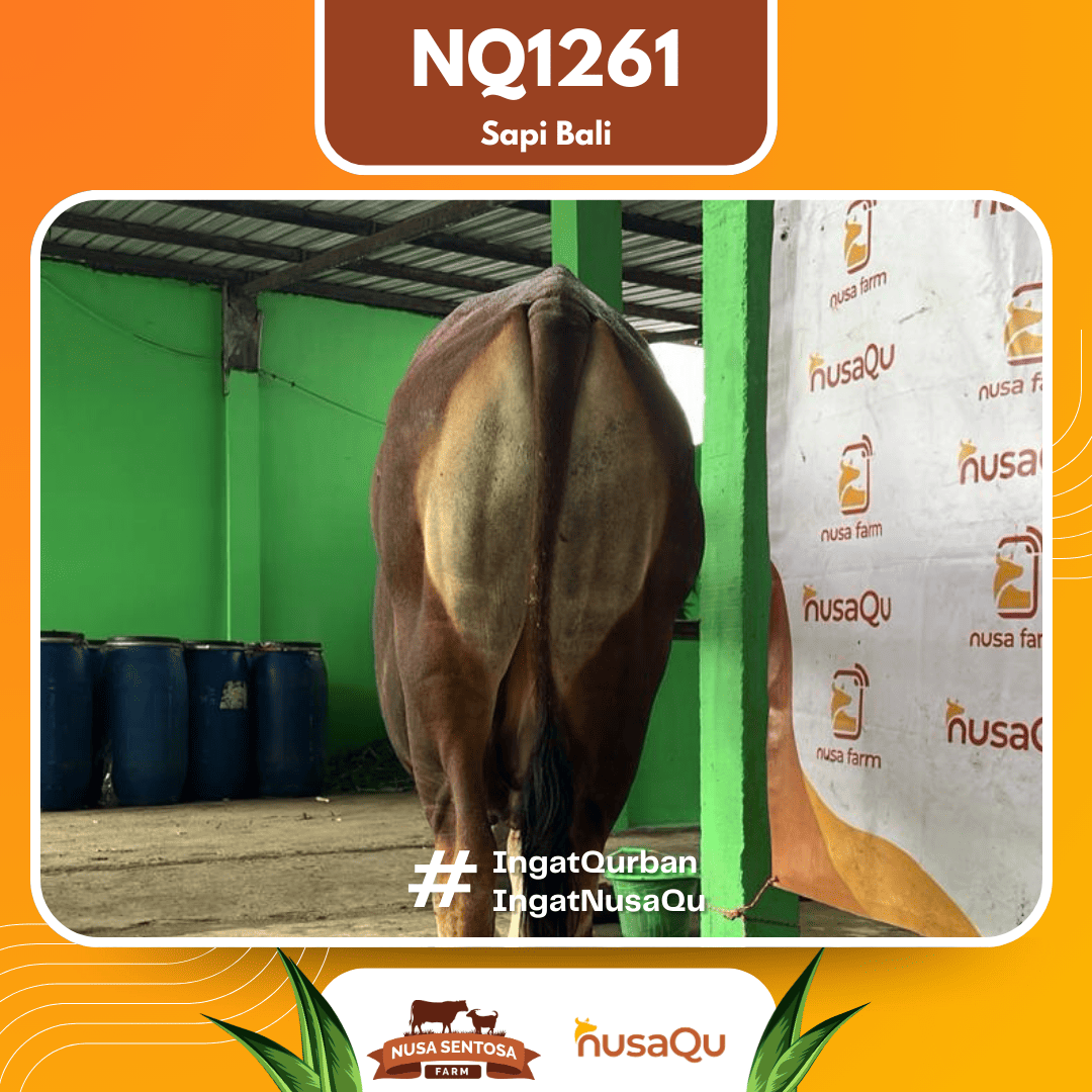 Sapi Sapi Bali NQ1261 2026 Bobot 386Kg foto 3