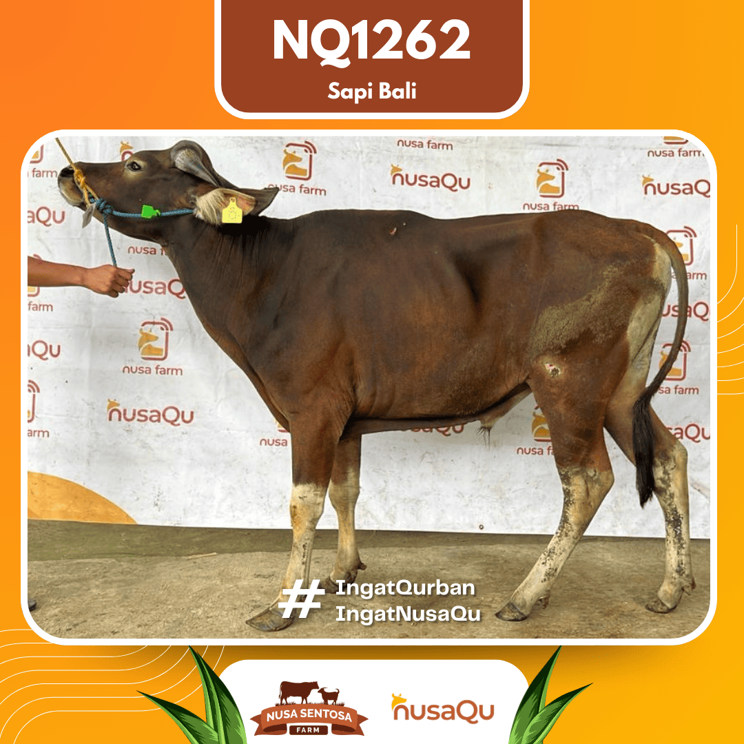 Sapi Sapi Bali NQ1262 2026 Bobot 377Kg