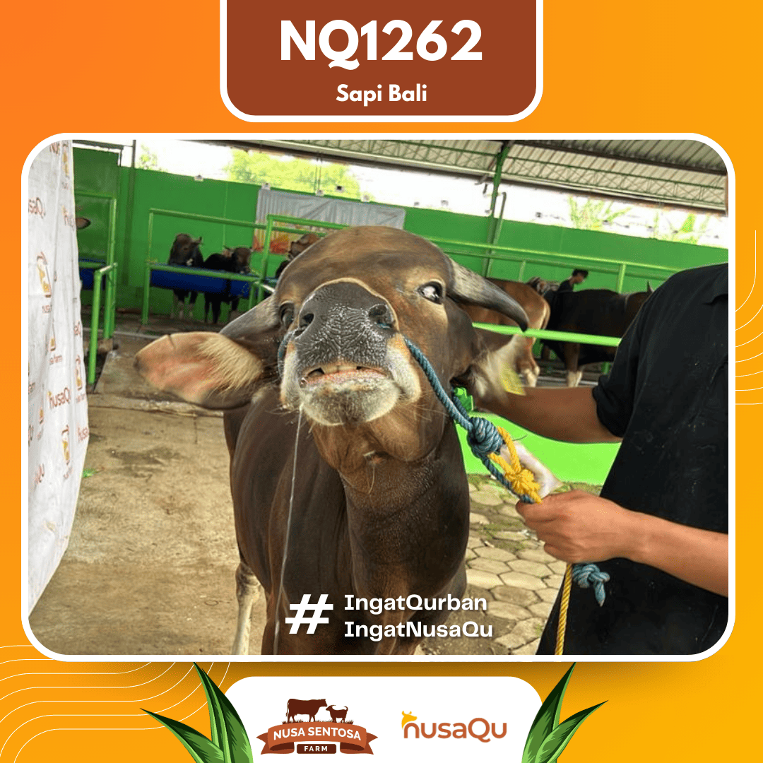 Sapi Sapi Bali NQ1262 2026 Bobot 377Kg foto 2
