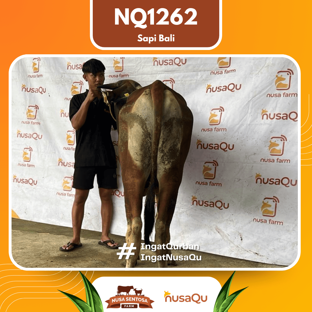 Sapi Sapi Bali NQ1262 2026 Bobot 377Kg foto 3