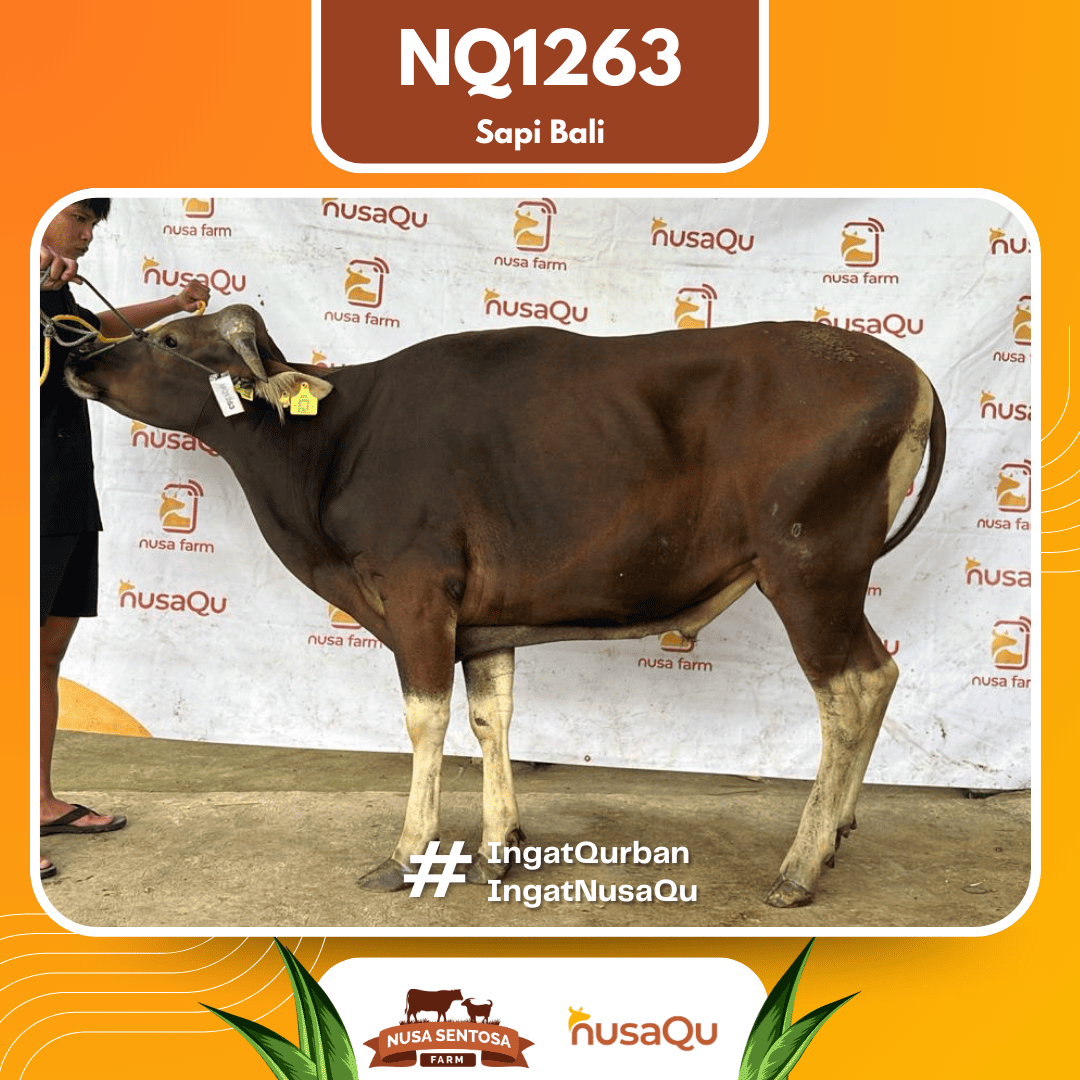 Sapi Sapi Bali NQ1263 2026 Bobot 414Kg