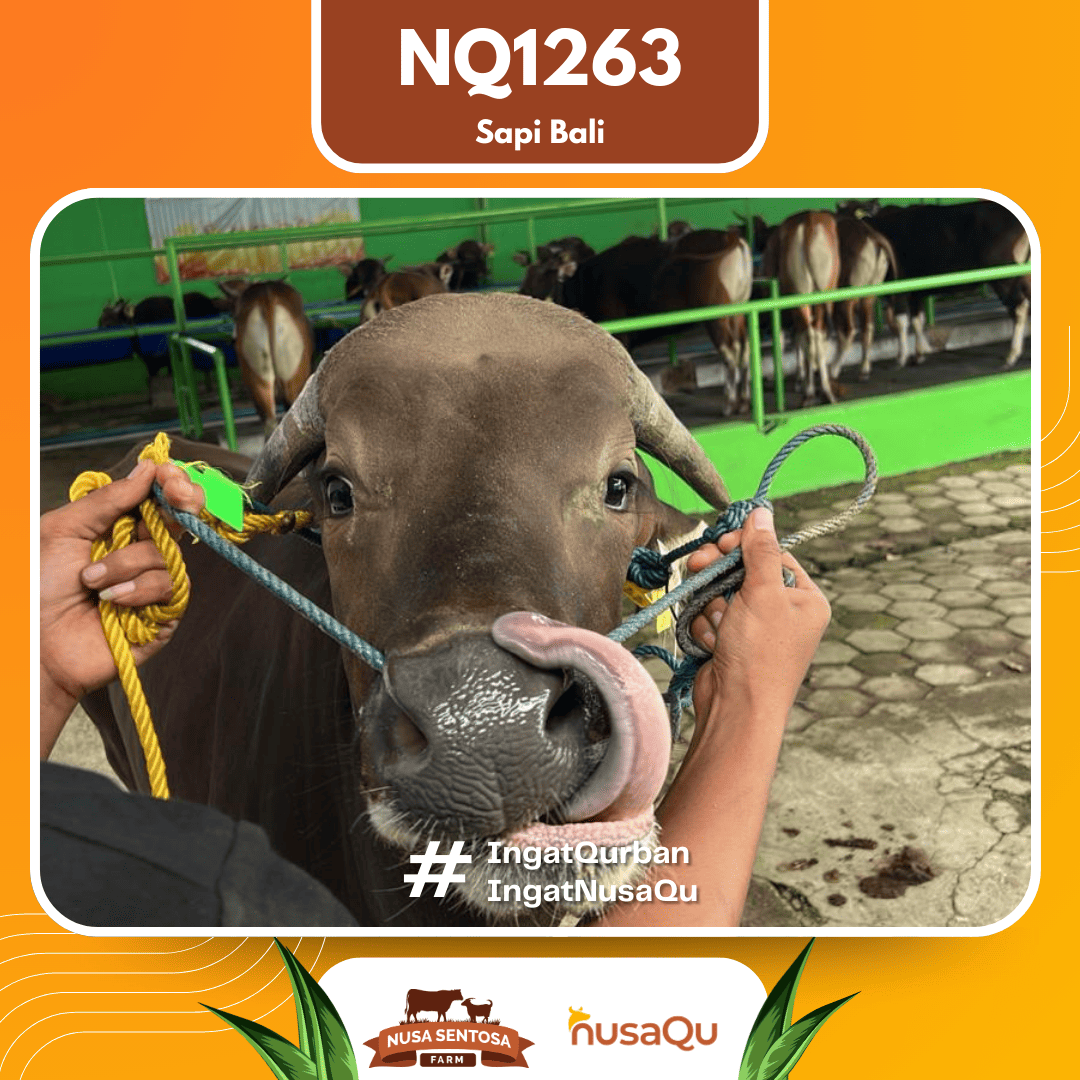 Sapi Sapi Bali NQ1263 2026 Bobot 414Kg foto 2