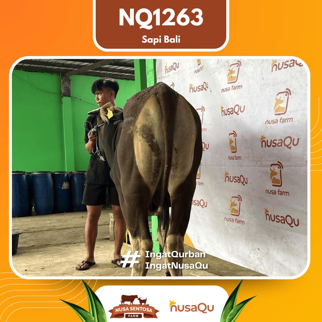 Sapi Sapi Bali NQ1263 2026 Bobot 414Kg foto 3