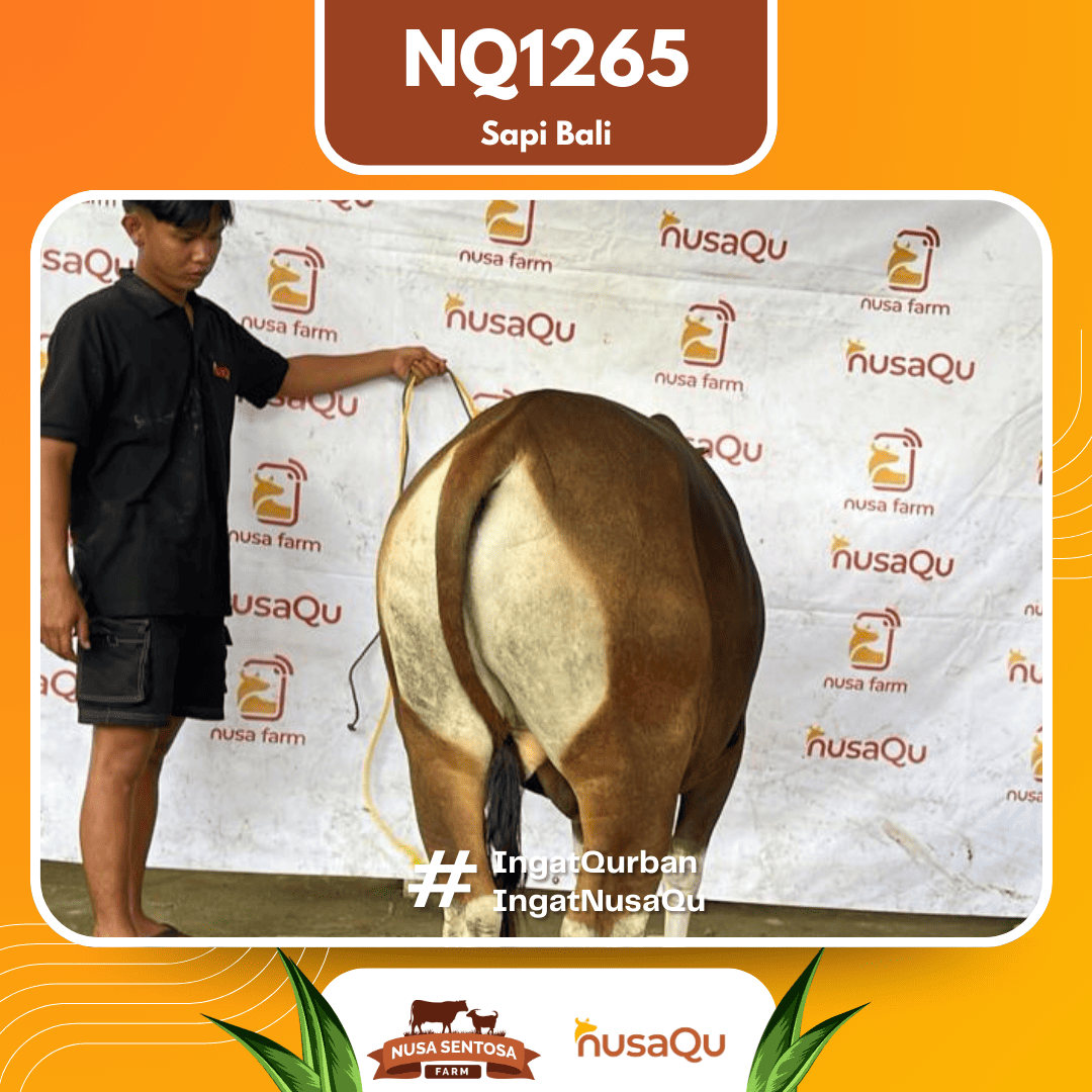Sapi Sapi Bali NQ1265 2026 Bobot 380Kg foto 3