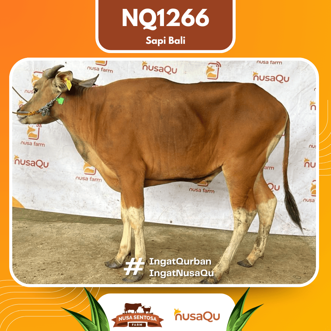 Sapi Sapi Bali NQ1266 2026 Bobot 372Kg