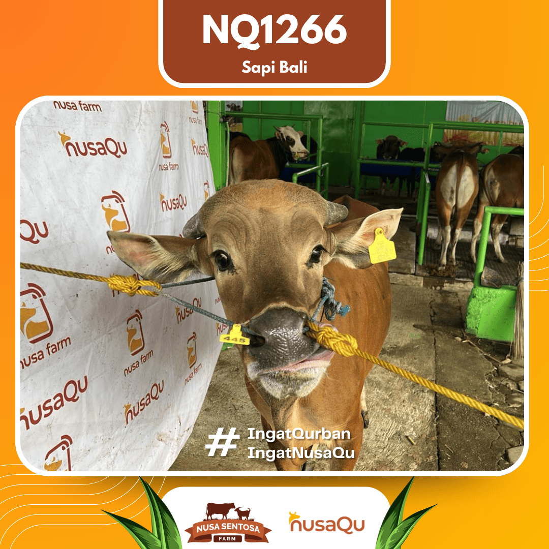 Sapi Sapi Bali NQ1266 2026 Bobot 372Kg foto 2