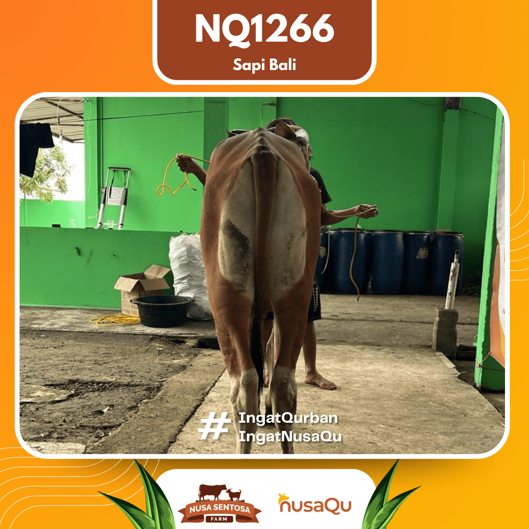 Sapi Sapi Bali NQ1266 2026 Bobot 372Kg foto 3
