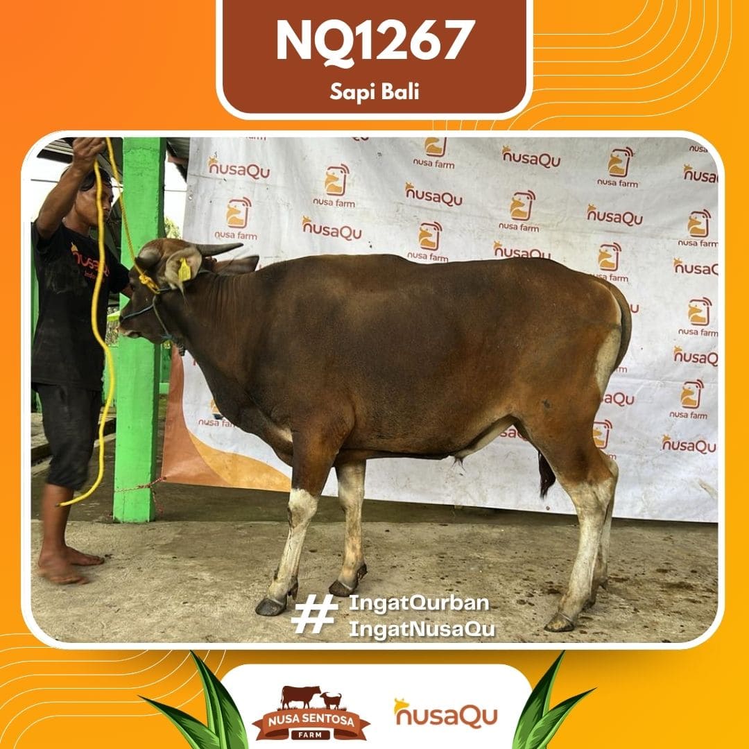 Sapi Sapi Bali NQ1267 2026 Bobot 368Kg
