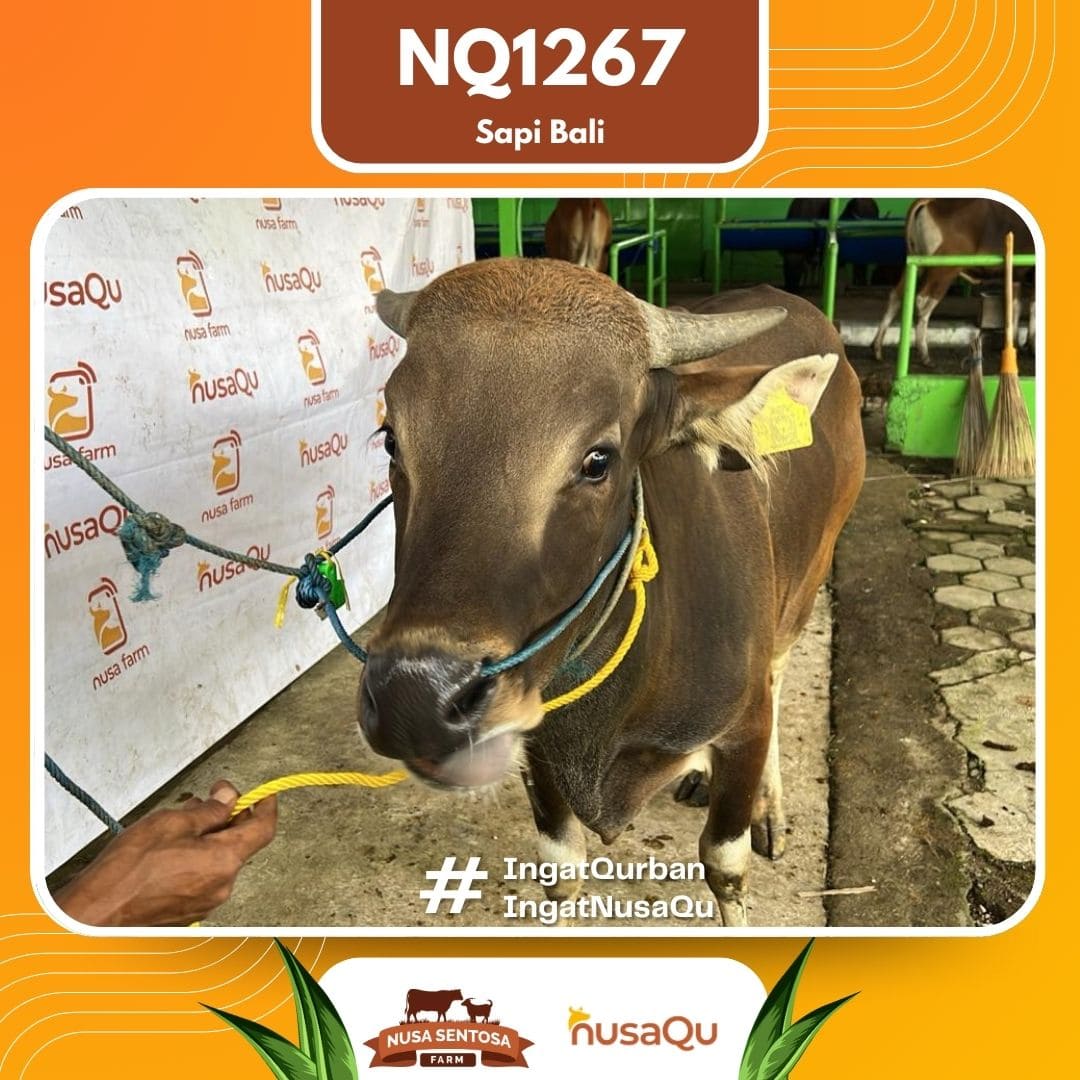 Sapi Sapi Bali NQ1267 2026 Bobot 368Kg foto 2