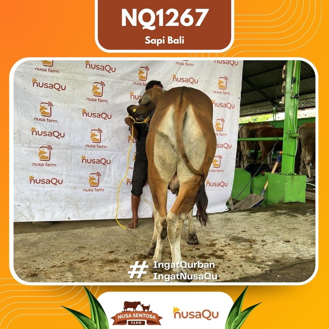 Sapi Sapi Bali NQ1267 2026 Bobot 368Kg foto 3