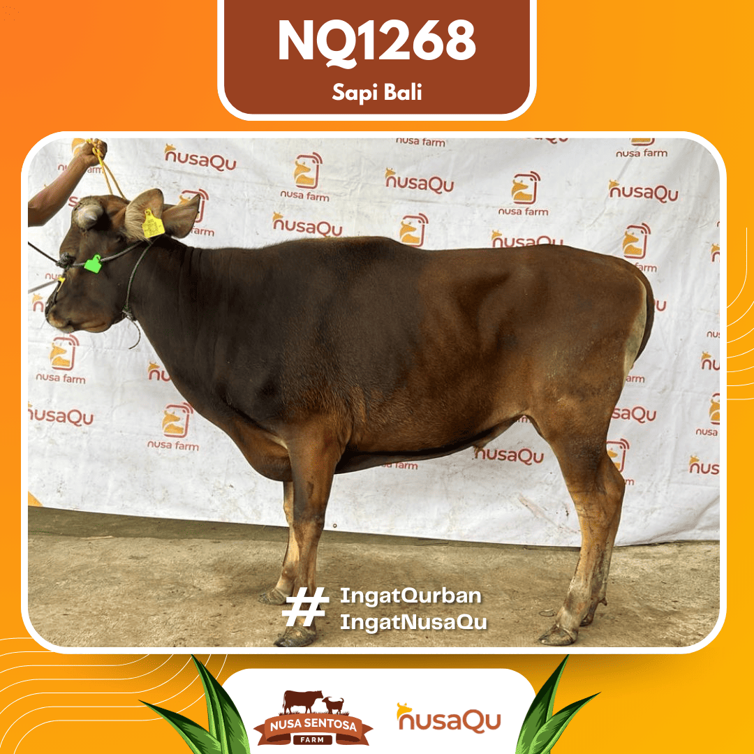 Sapi Sapi Bali NQ1268 2026 Bobot 415Kg