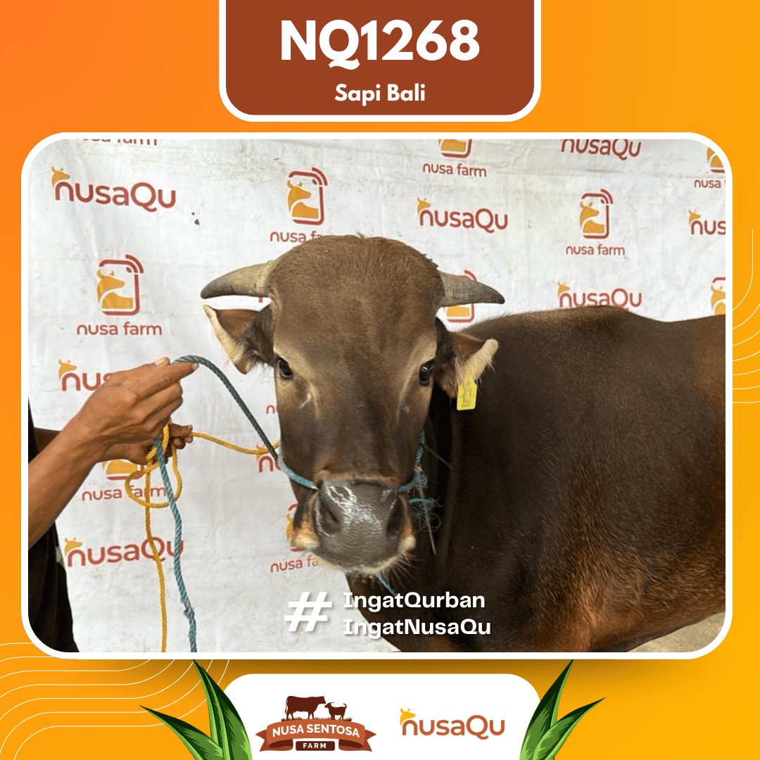 Sapi Sapi Bali NQ1268 2026 Bobot 415Kg foto 2