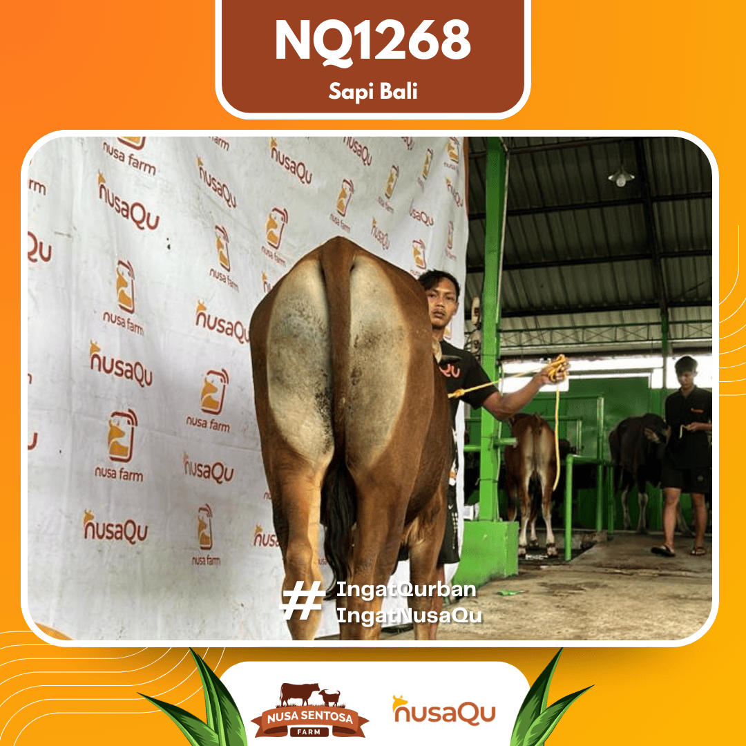 Sapi Sapi Bali NQ1268 2026 Bobot 415Kg foto 3