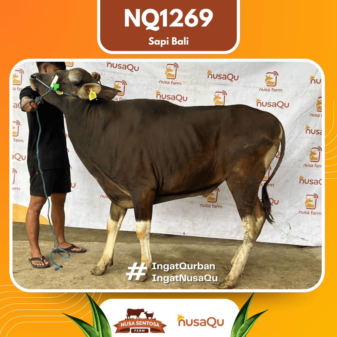 Sapi Sapi Bali NQ1269 2026 Bobot 397Kg
