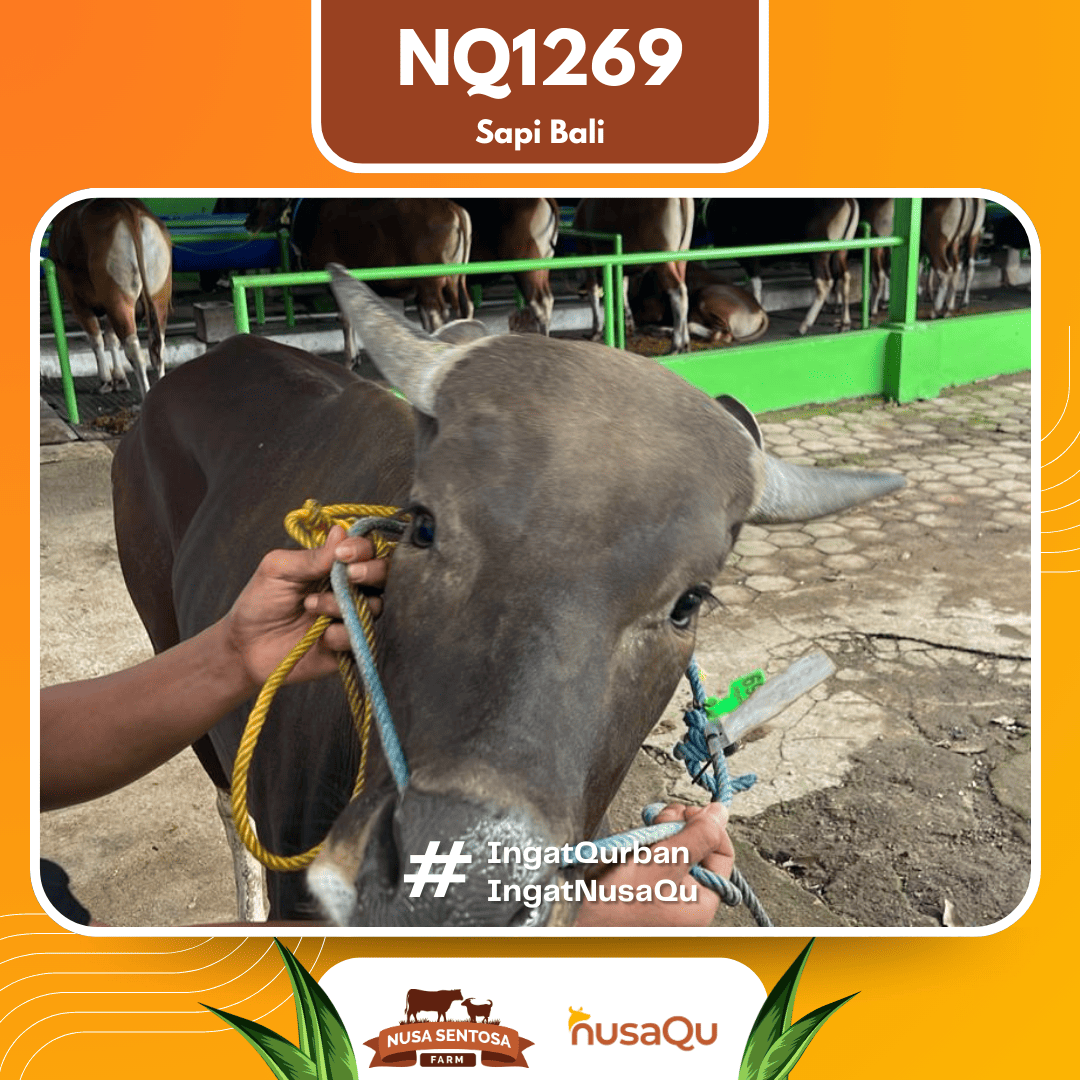 Sapi Sapi Bali NQ1269 2026 Bobot 397Kg foto 2