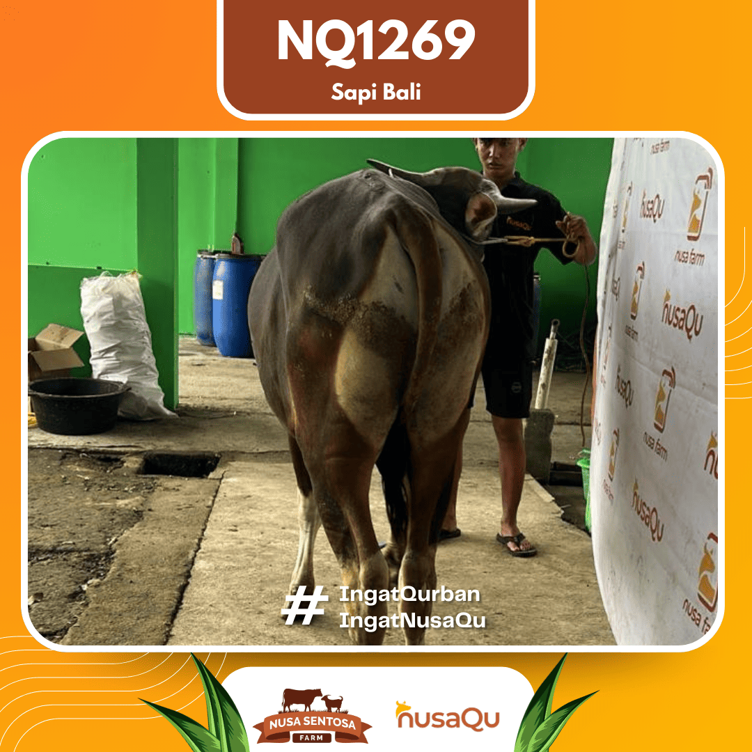 Sapi Sapi Bali NQ1269 2026 Bobot 397Kg foto 3