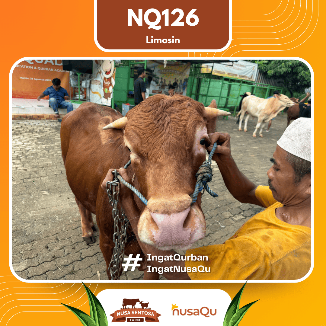Sapi Limosin NQ126 2026 Bobot 575Kg foto 2