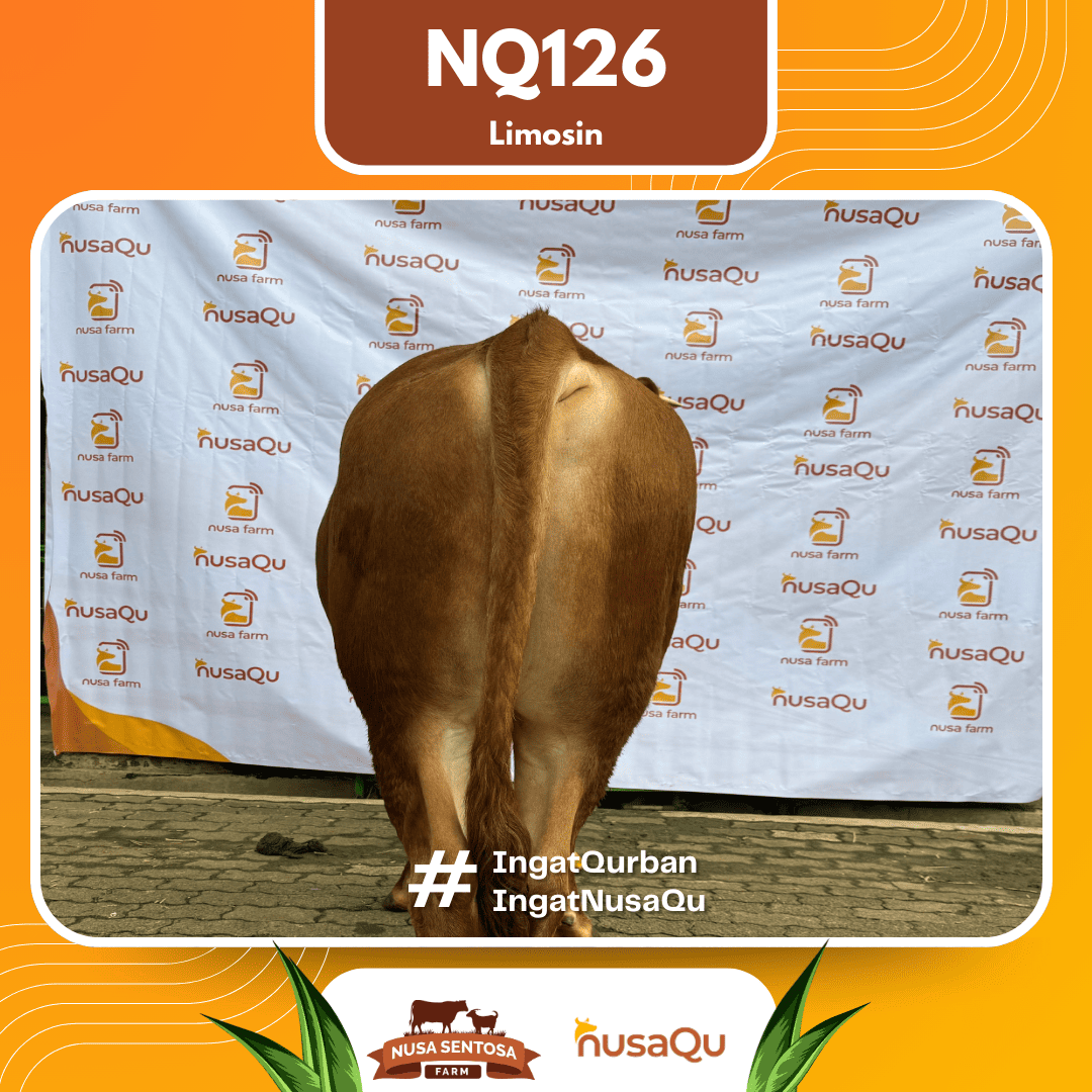 Sapi Limosin NQ126 2026 Bobot 575Kg foto 3