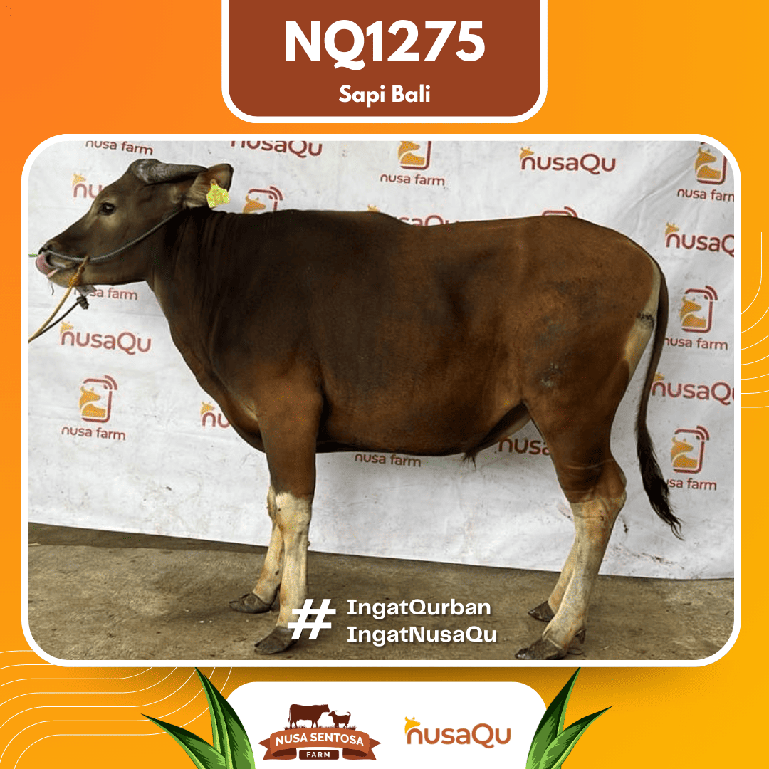 Sapi Sapi Bali NQ1275 2026 Bobot 382Kg