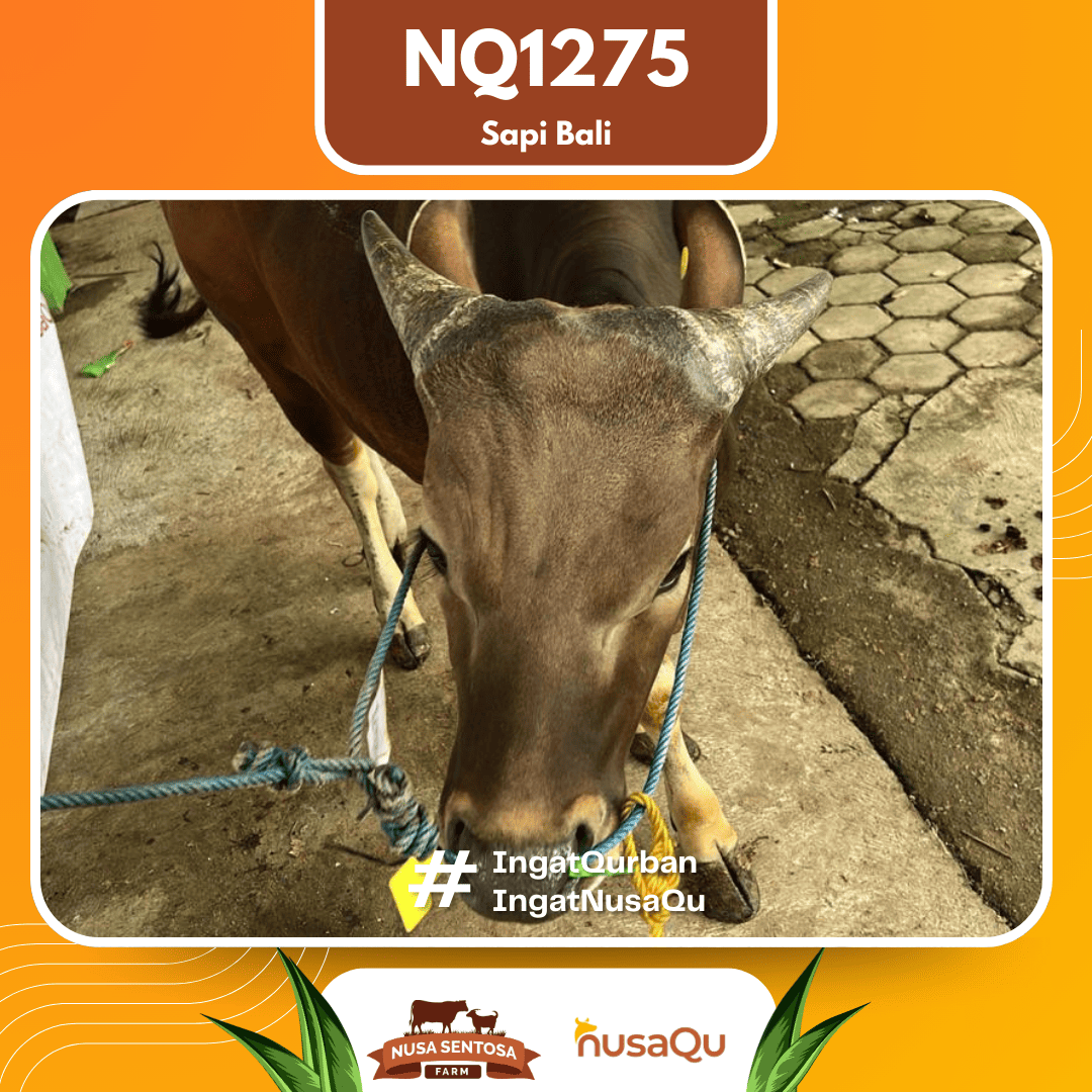 Sapi Sapi Bali NQ1275 2026 Bobot 382Kg foto 2