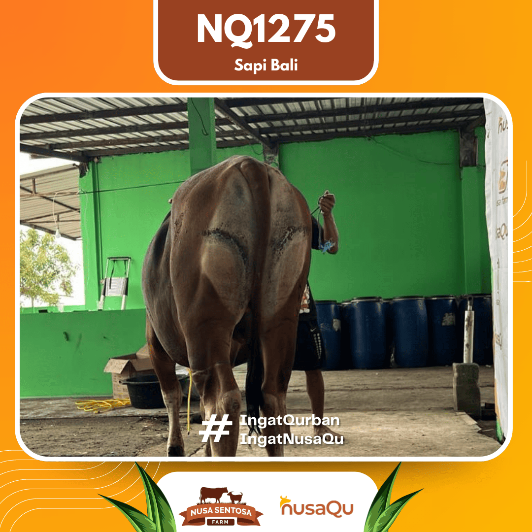 Sapi Sapi Bali NQ1275 2026 Bobot 382Kg foto 3