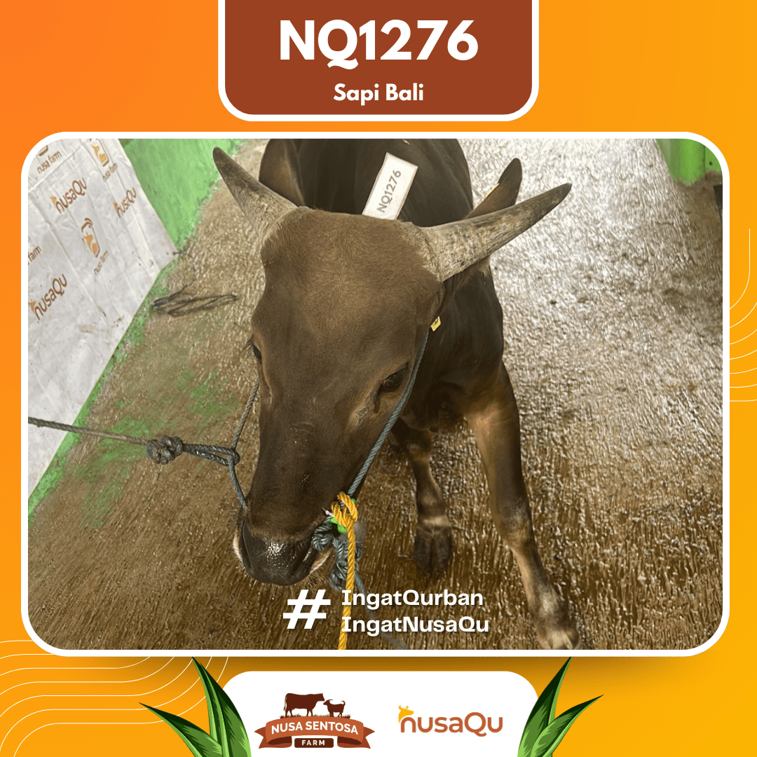 Sapi Sapi Bali NQ1276 2026 Bobot 374Kg foto 2