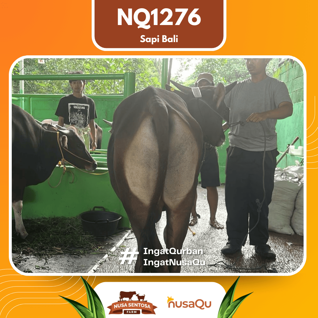 Sapi Sapi Bali NQ1276 2026 Bobot 374Kg foto 3