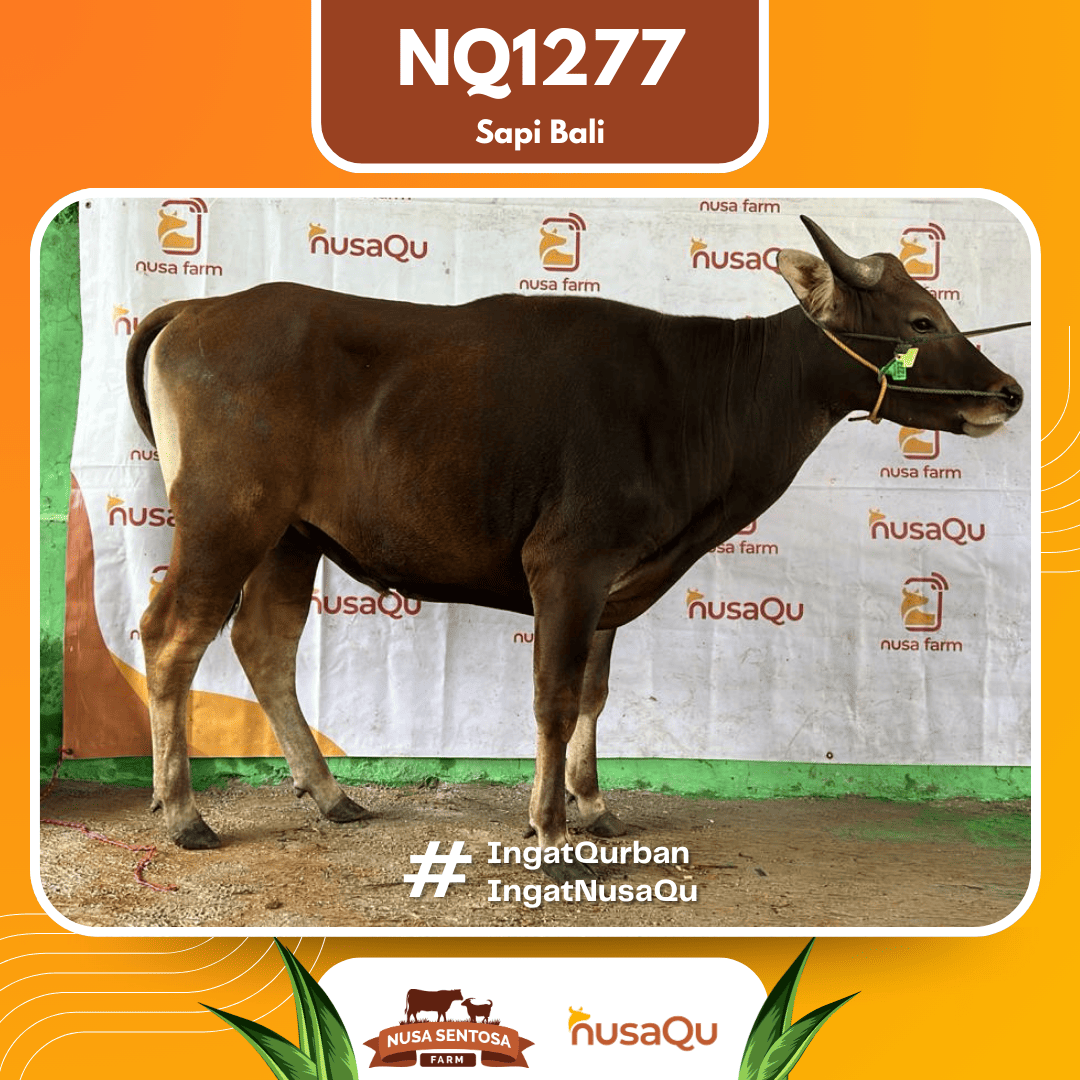 Sapi Sapi Bali NQ1277 2026 Bobot 400Kg