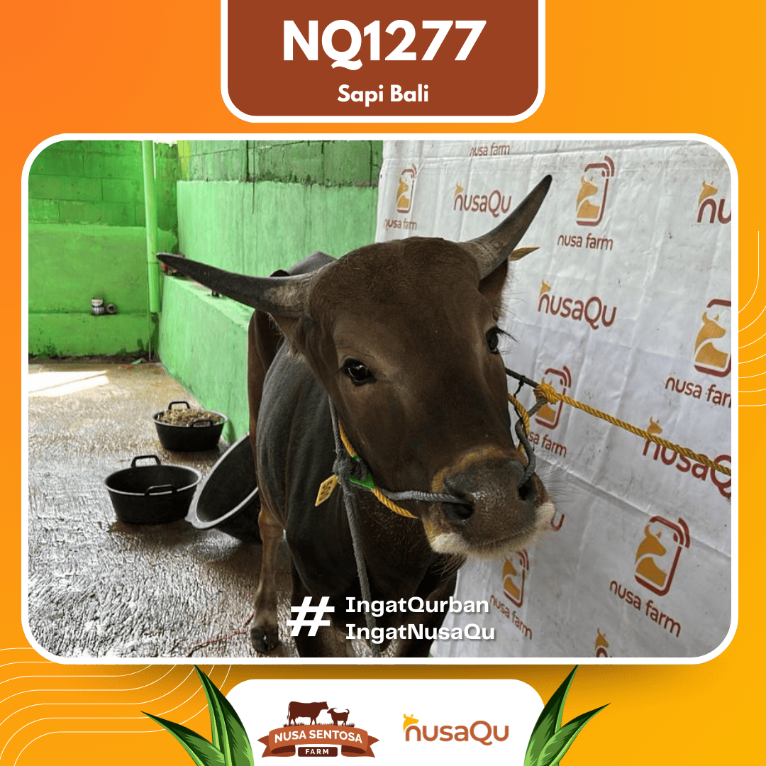Sapi Sapi Bali NQ1277 2026 Bobot 400Kg foto 2