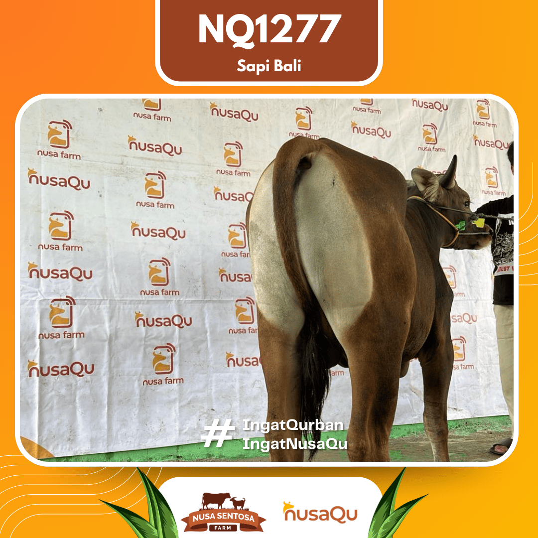 Sapi Sapi Bali NQ1277 2026 Bobot 400Kg foto 3