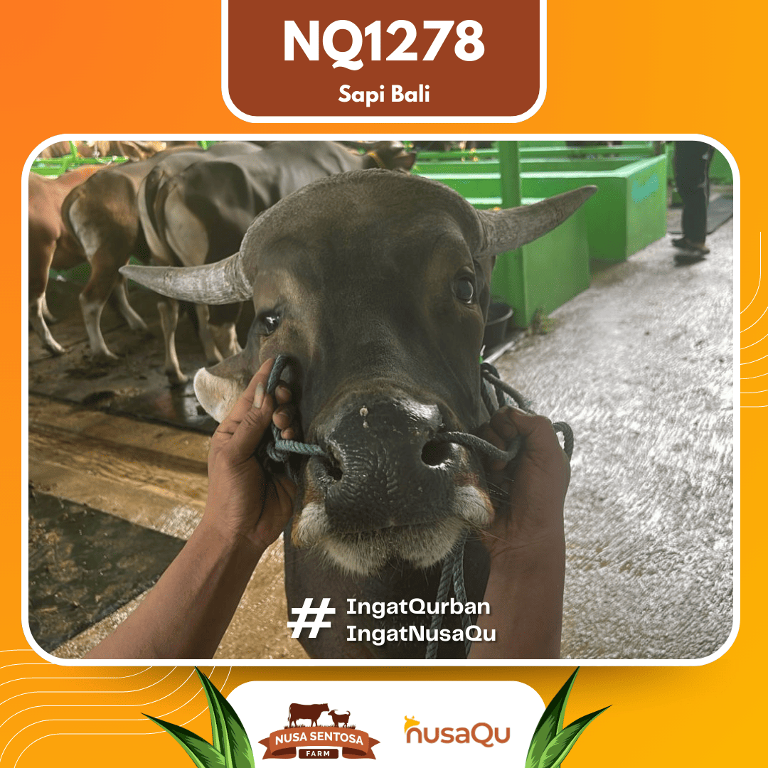 Sapi Sapi Bali NQ1278 2026 Bobot 420Kg foto 2