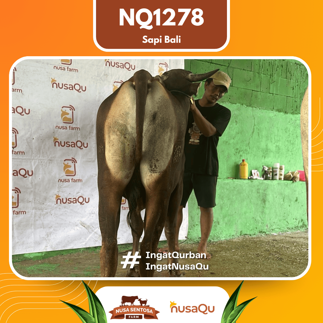 Sapi Sapi Bali NQ1278 2026 Bobot 420Kg foto 3