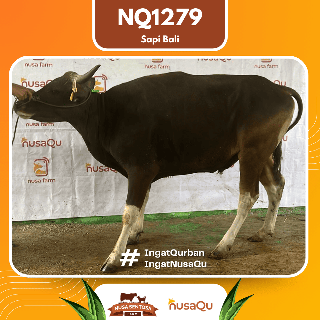 Sapi Sapi Bali NQ1279 2026 Bobot 364Kg