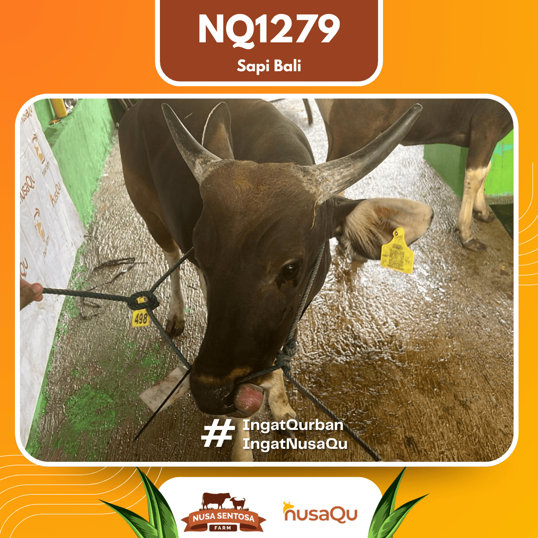 Sapi Sapi Bali NQ1279 2026 Bobot 364Kg foto 2