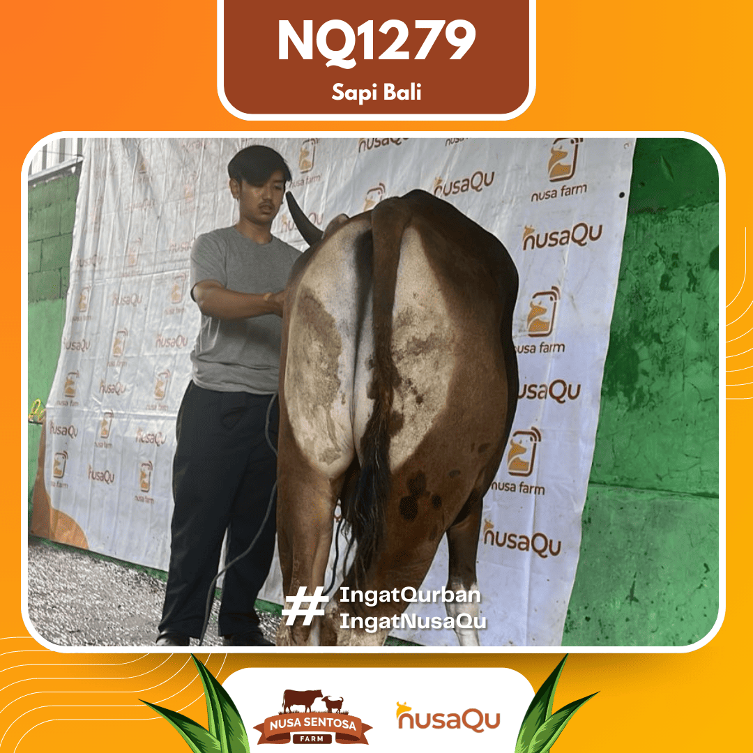 Sapi Sapi Bali NQ1279 2026 Bobot 364Kg foto 3