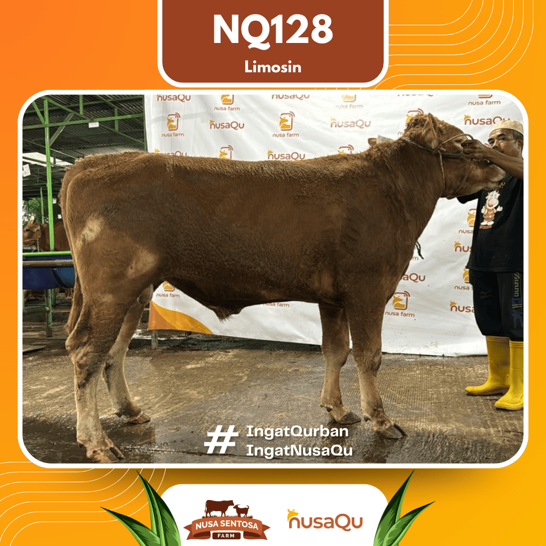 Sapi Limosin NQ128 2026 Bobot 600Kg