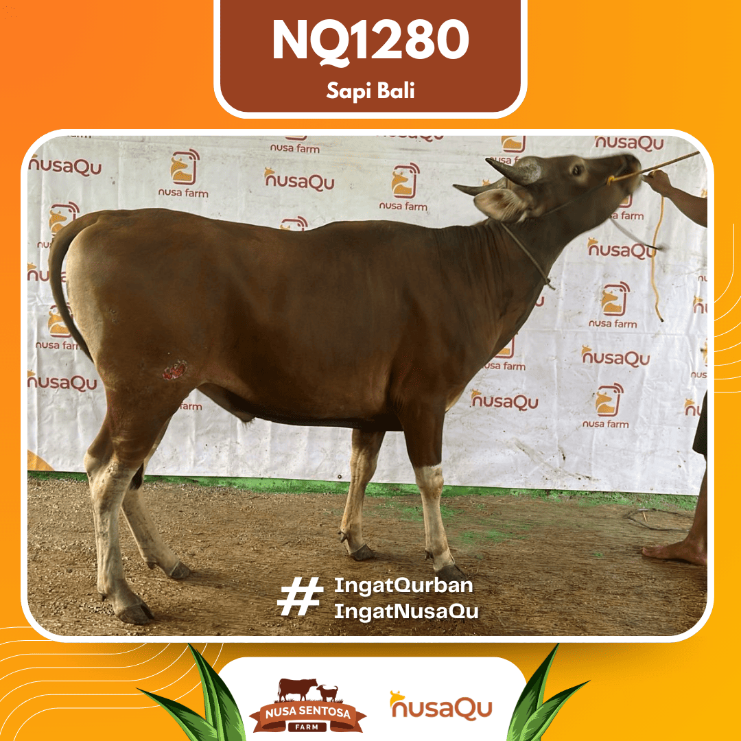 Sapi Sapi Bali NQ1280 2026 Bobot 393Kg