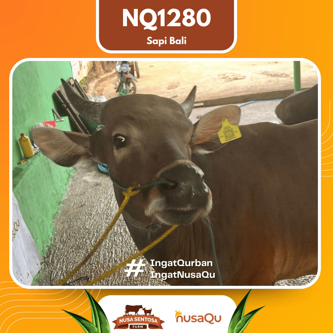 Sapi Sapi Bali NQ1280 2026 Bobot 393Kg foto 2