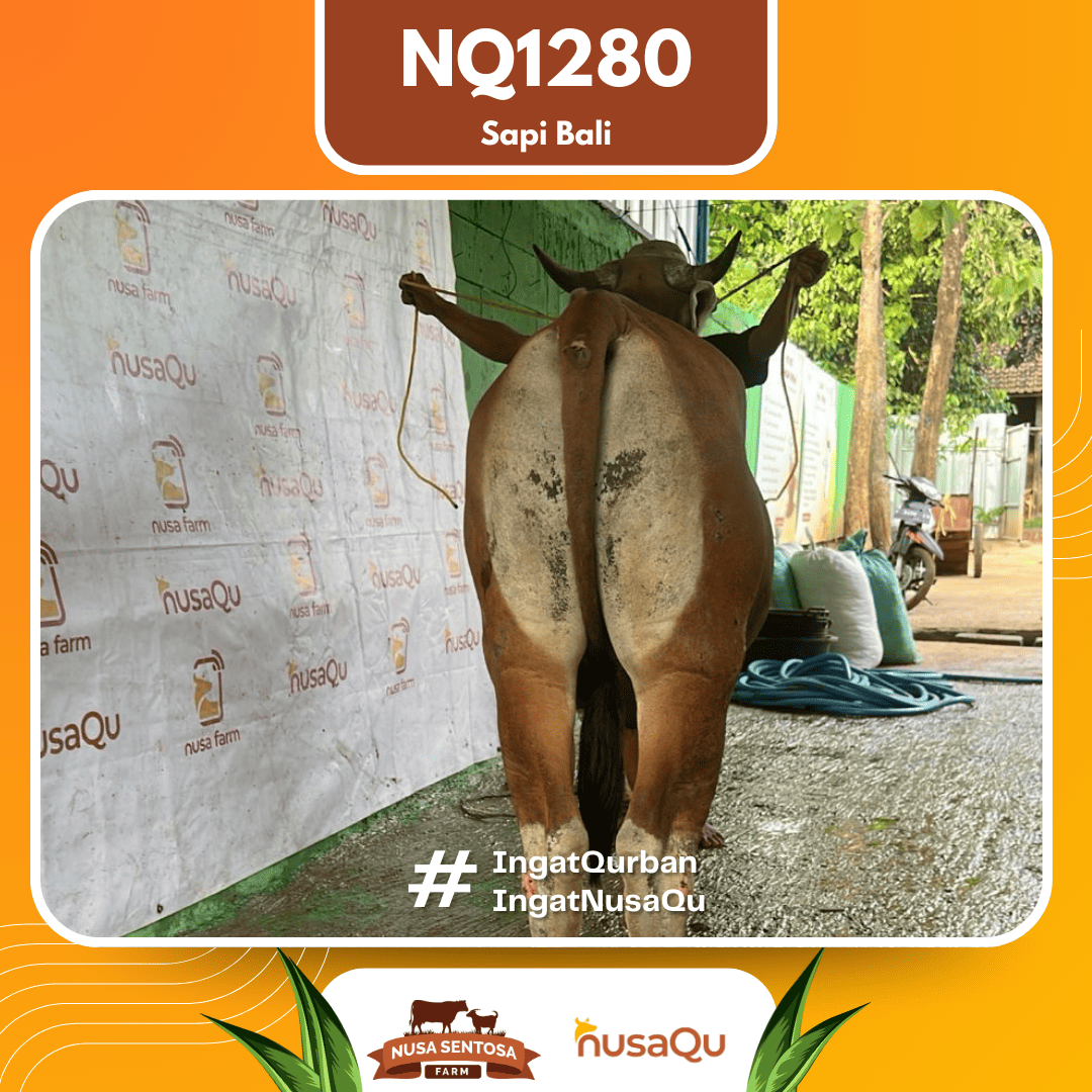 Sapi Sapi Bali NQ1280 2026 Bobot 393Kg foto 3