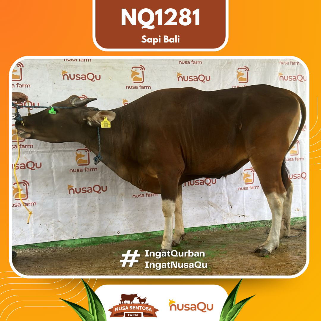 Sapi Sapi Bali NQ1281 2026 Bobot 367Kg