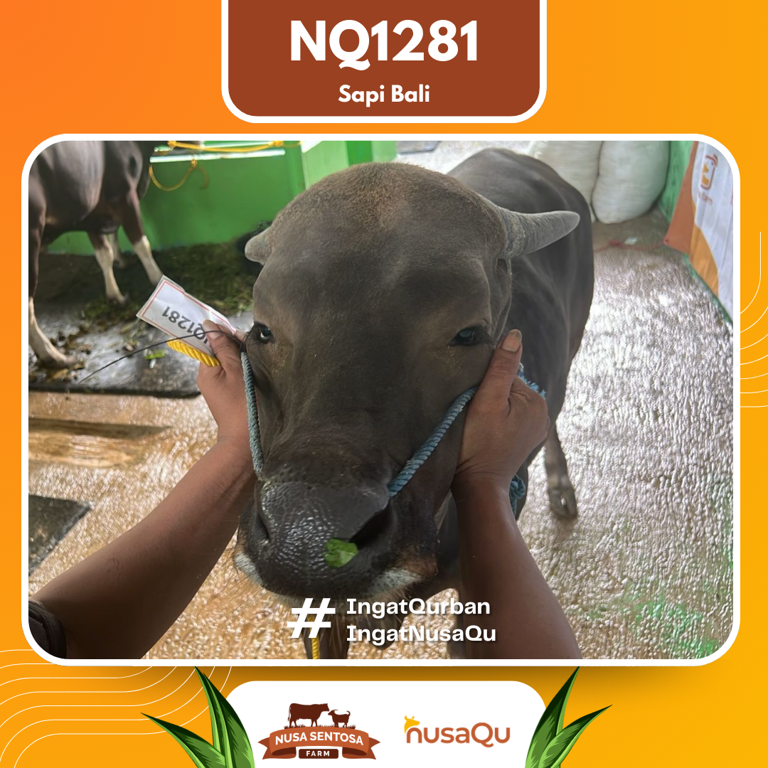 Sapi Sapi Bali NQ1281 2026 Bobot 367Kg foto 2