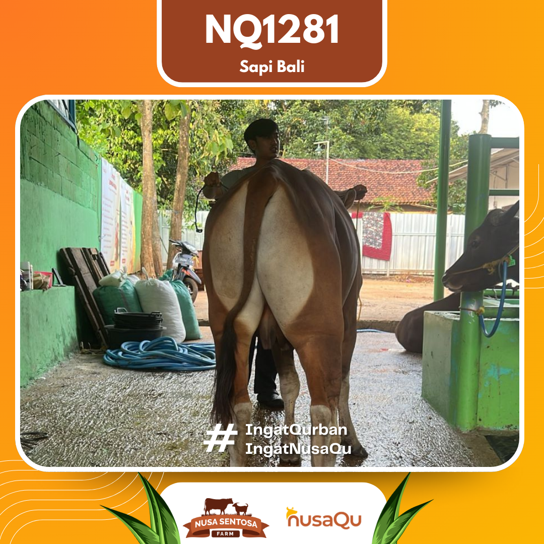 Sapi Sapi Bali NQ1281 2026 Bobot 367Kg foto 3