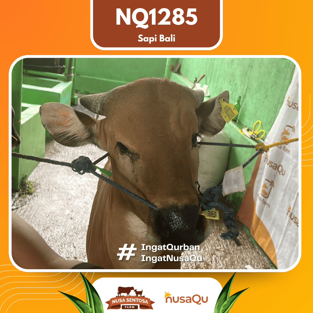 Sapi Sapi Bali NQ1285 2026 Bobot 372Kg foto 2