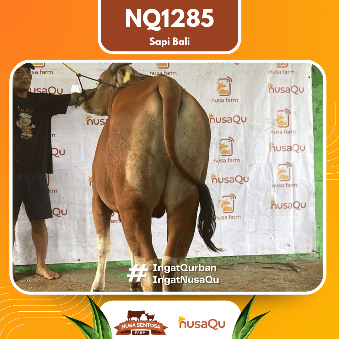 Sapi Sapi Bali NQ1285 2026 Bobot 372Kg foto 3
