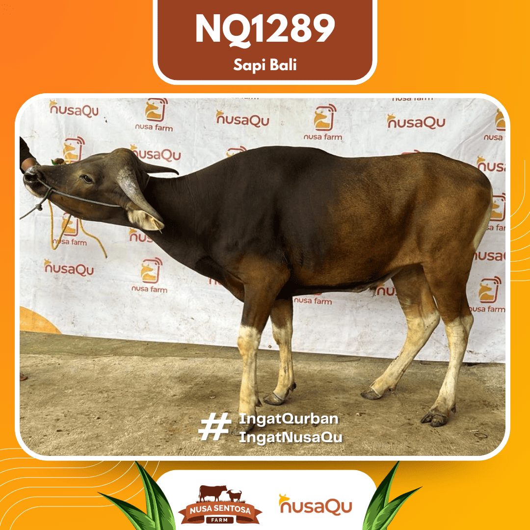 Sapi Sapi Bali NQ1289 2026 Bobot 372Kg