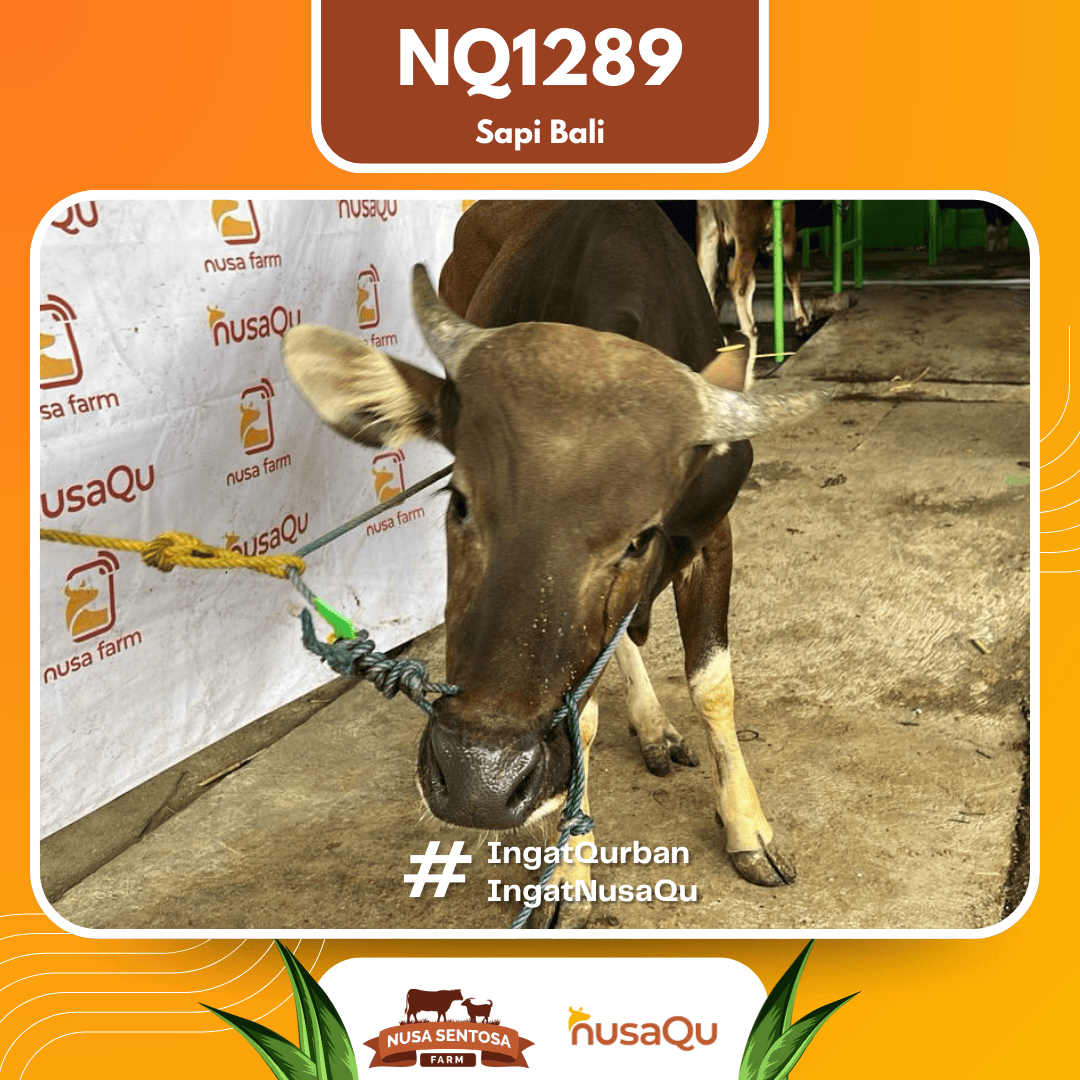 Sapi Sapi Bali NQ1289 2026 Bobot 372Kg foto 2
